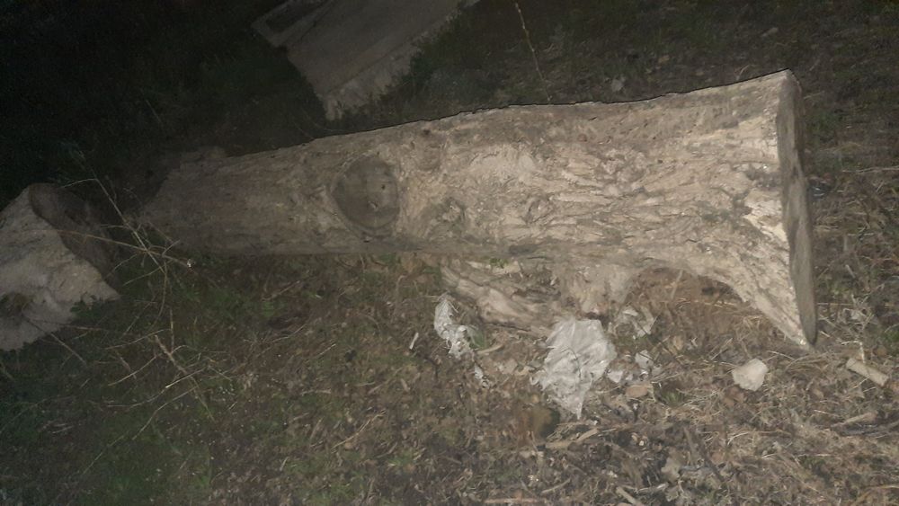 Продаётся дерево орех