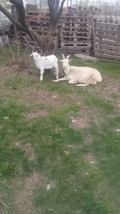 Продается коза. Зааненская. К дойке приучена.