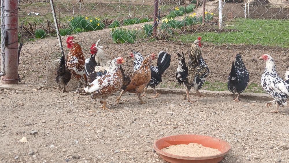 Gaini pitice de vânzare