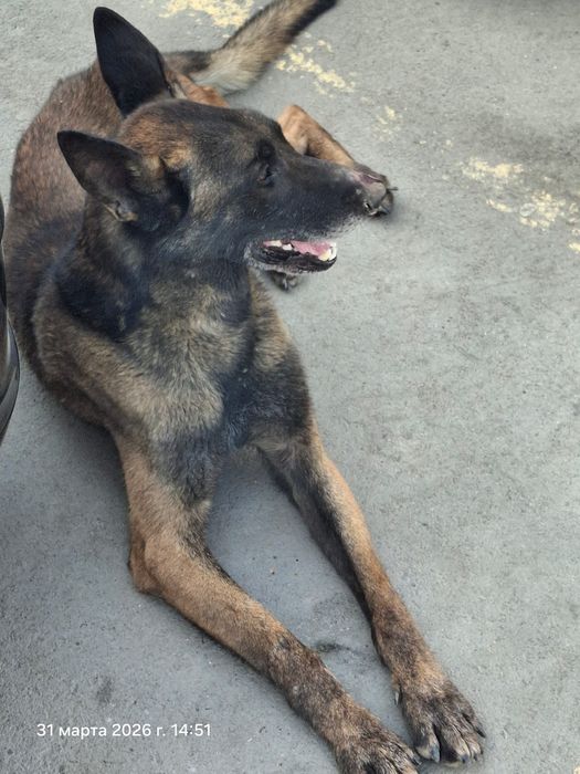 Найден малинуа кобель