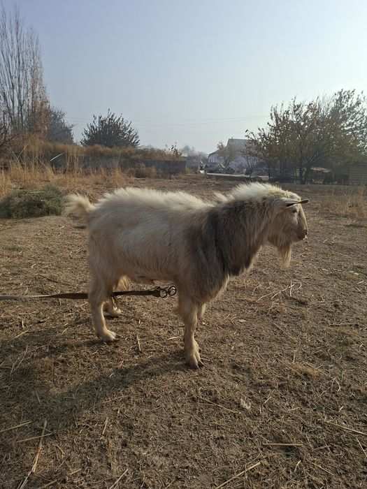 Ақ теке сатылады