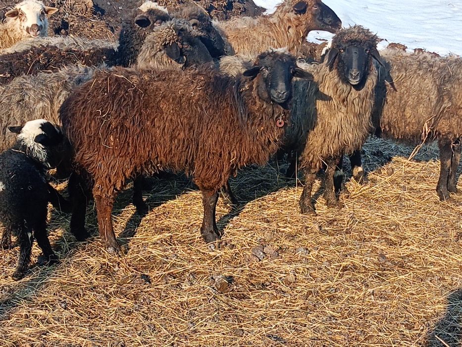 Продам овечек на развод.