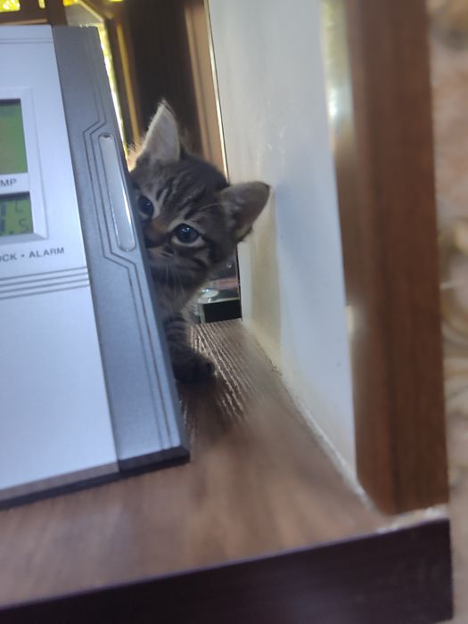 Отдадим котят в хорошие руки.Котята кушают,ходят на песок .Здоровые.