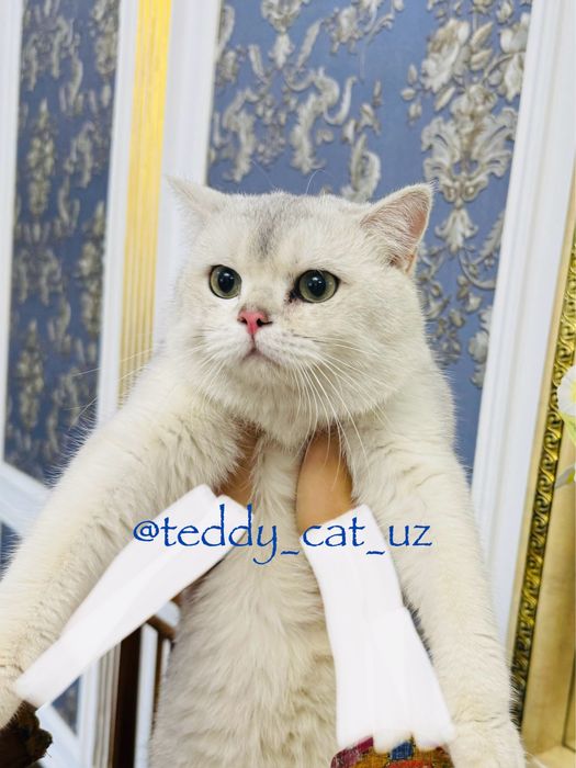 Снежок Серебряная Шиншила ищет невест