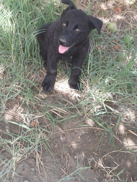 Labrador bolalari