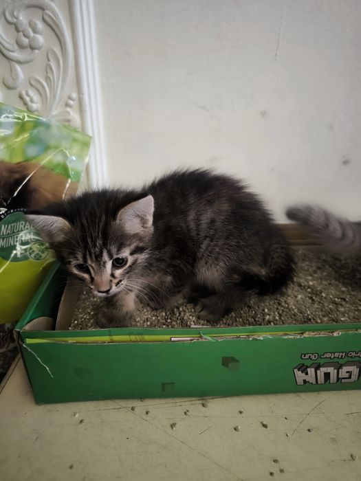 Котята в добрые руки!!