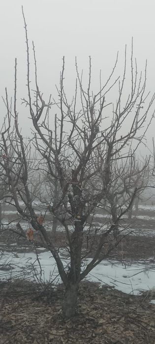 Обрезка деревьев