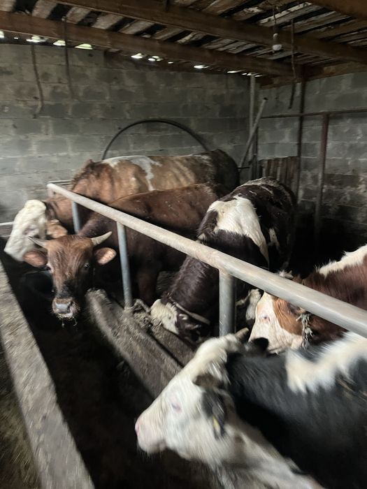 Продам крс 9 голов