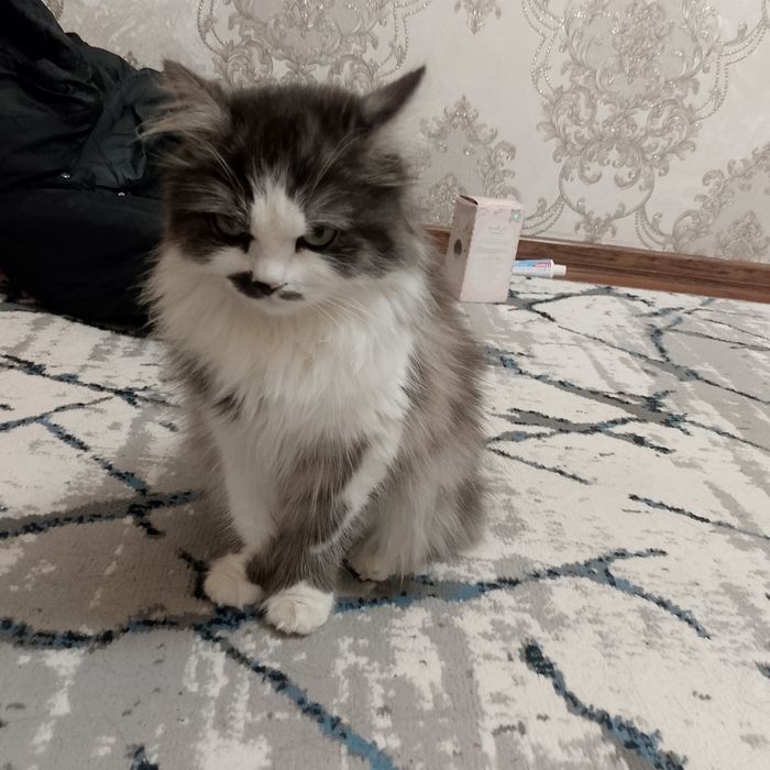 Shoshilinch! Premium uzun junli mushuk sotiladi

Juda chiroyli, opp