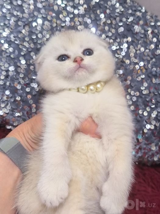 Котята чистокровные