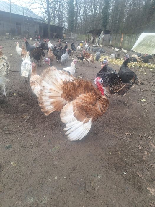 Vand curcani si curci