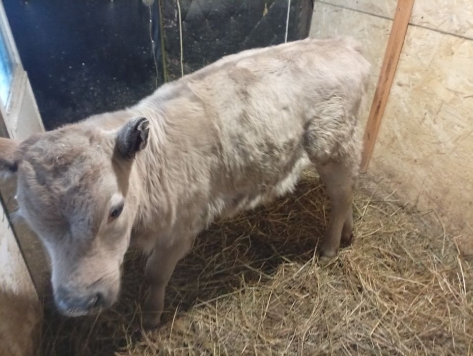 Продам теленка 3 месяца