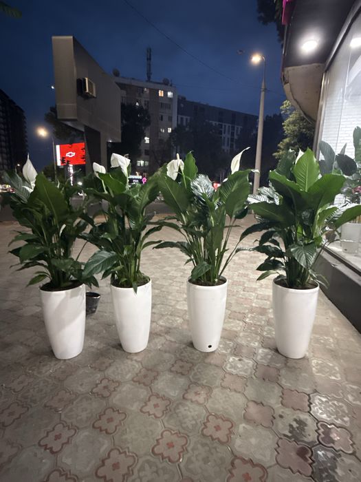 Комнатные растения