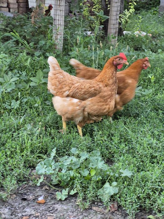 Продам молодые куры здоровые