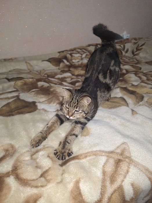 Кошка отдам даром. Бесплатно