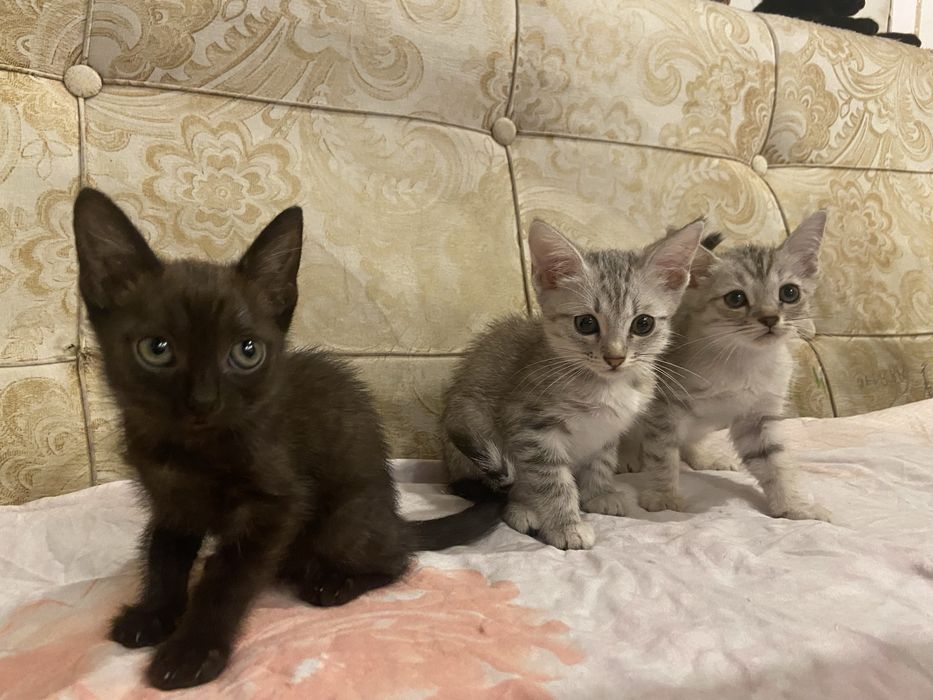 отдам котят в хорошие руки