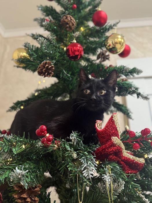 Кошечка в добрые руки