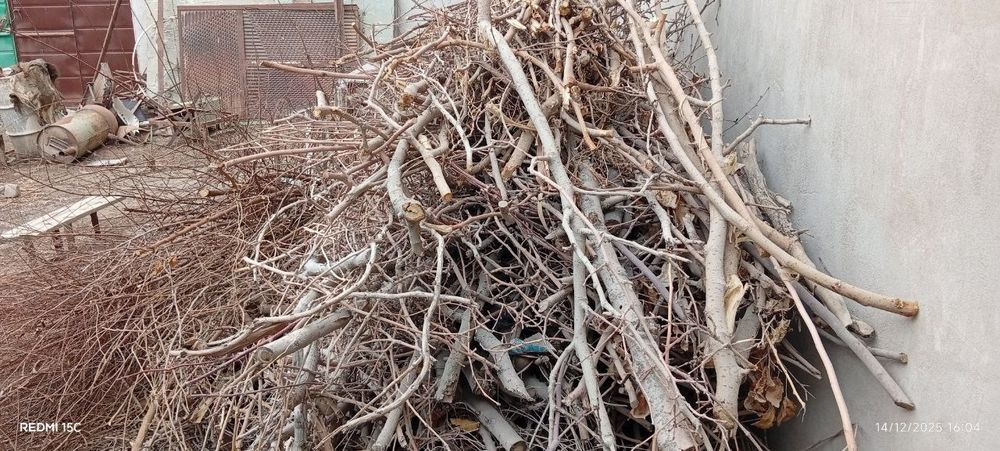 Утин сотилади, гужум ва тут шохолари