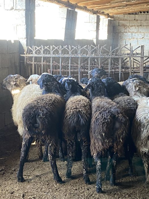 13 бас токты сатылады