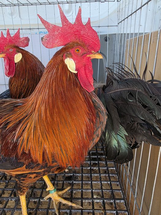 Cocoși se gaini italiene  2025