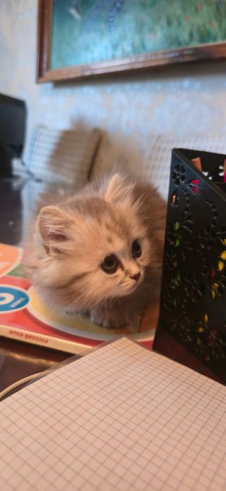 Британец не вислоухий