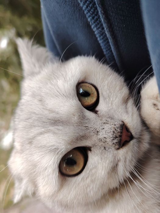 Продаётся котёнок серебристая шиншилла