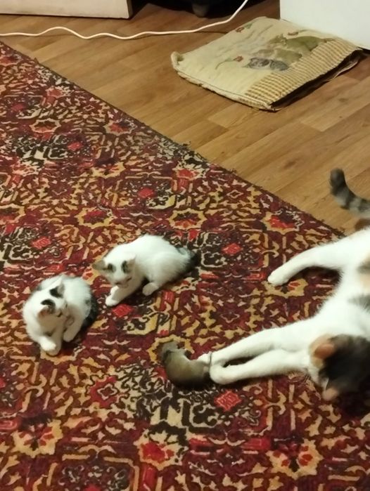 Отдам котят . Мама крысоловка