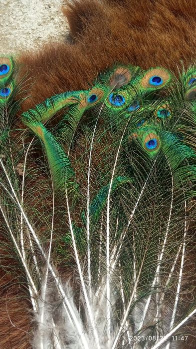 Продам перо павлина