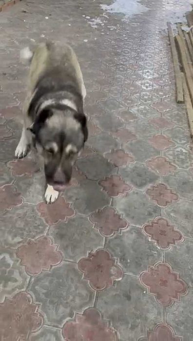 Пропала собака!  ​Помогите найти друга!