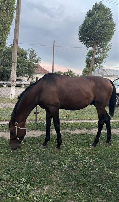 Тазақанды айғыр сатылады