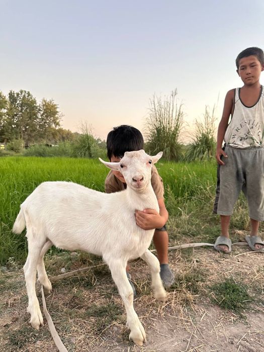 Echki zanin takacha