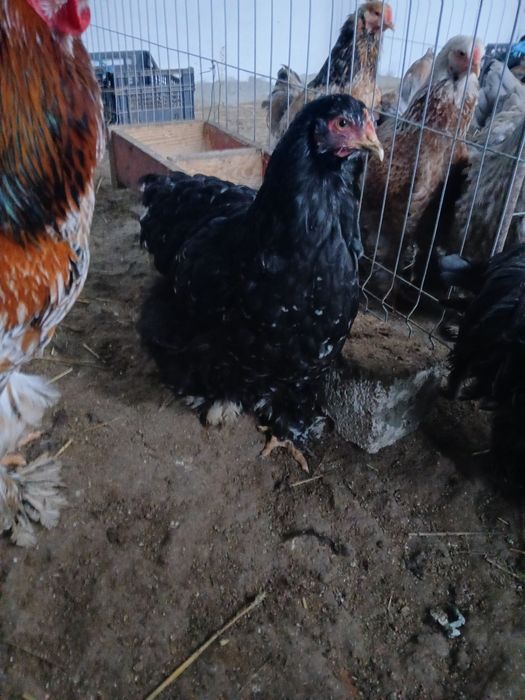 Familie cochinchina urias  pe negru