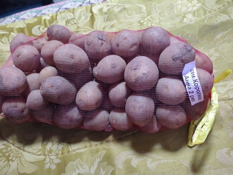 Посадочный картофель элитного сорта Сорая.