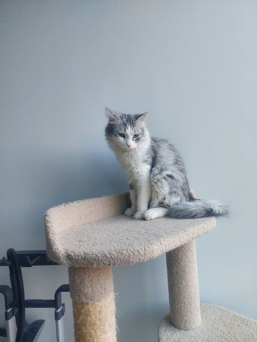 Котенок мальчик Ташкент