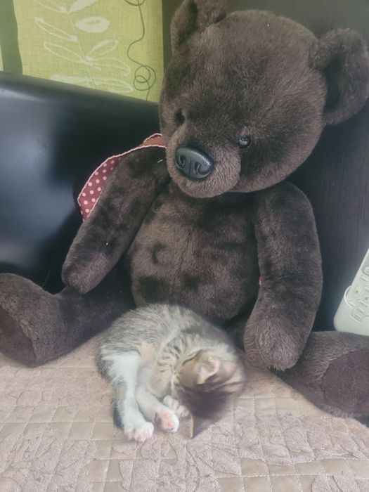 Кошечка ищет дом