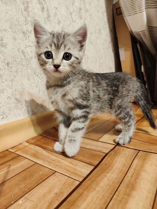 Отдам котят девочек