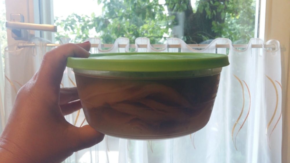 Ciuperca kombucha- skoby -Salonta