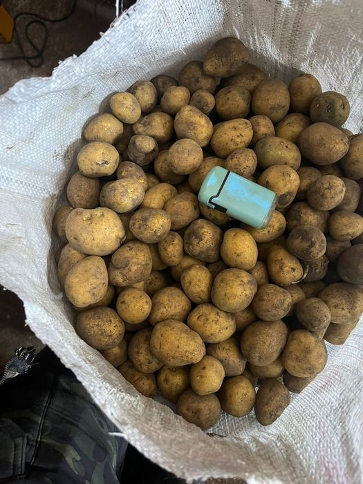 Продам картофель мелкий (кормовой)