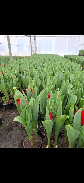 Lalele la ghiveci cu 3 fire