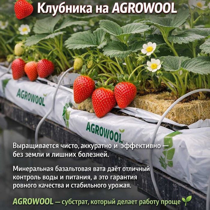 Агро вата для клубники