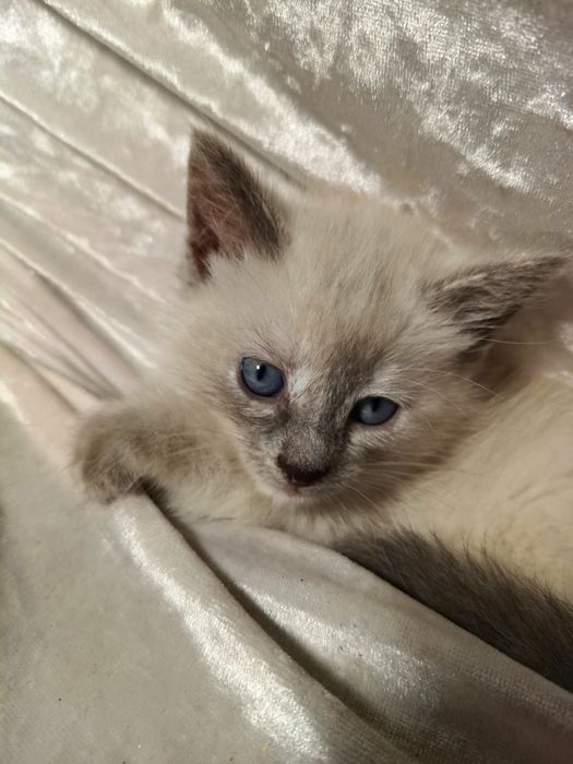 Котята. Найденыши ищут дом