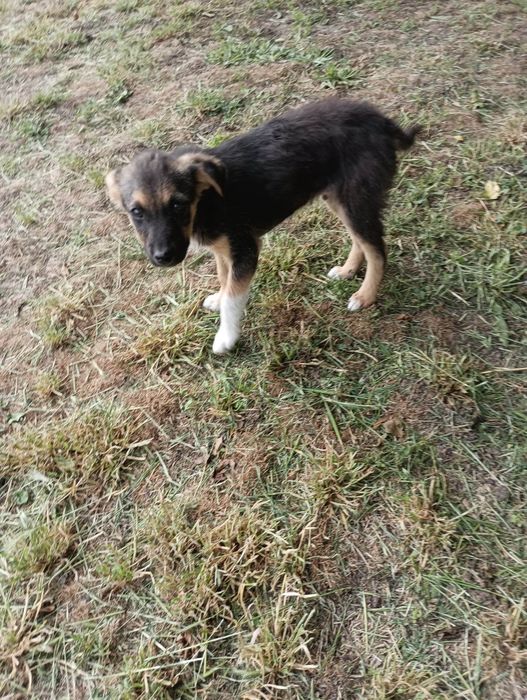 Мечо  търси дом! Гр. Пловдив, Чирпан