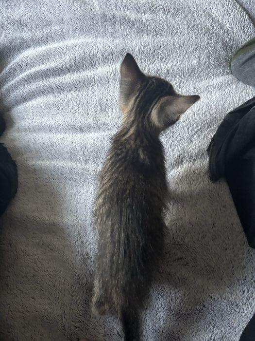 котенок девочка