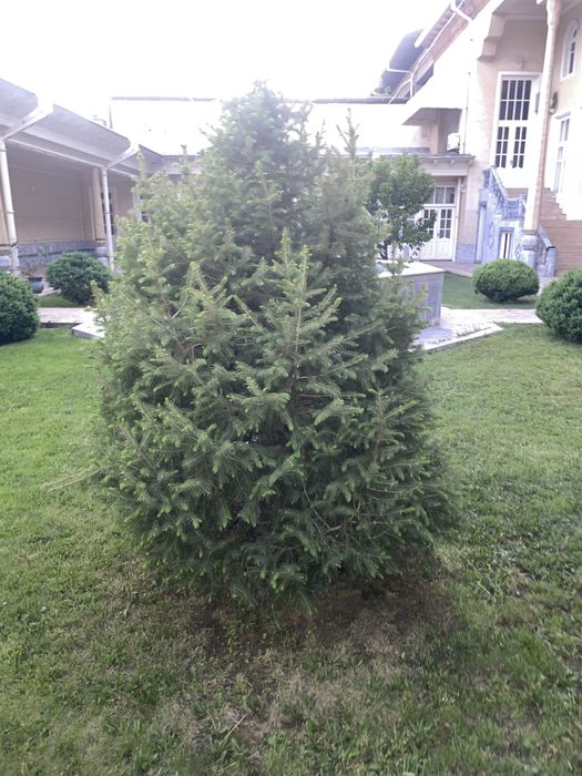 Sotiladi: Haqiqiy bog‘ ko‘rki — Archa!