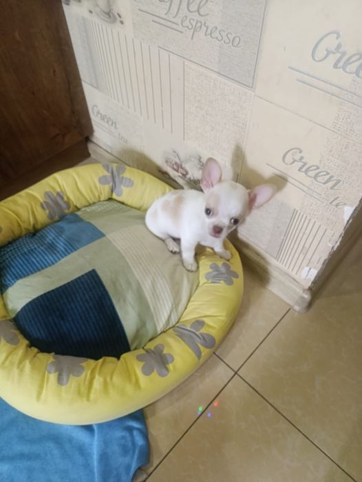 Продам чистокровных Чихуахуа