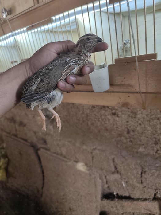 Italiya bedana 45-50 kunli