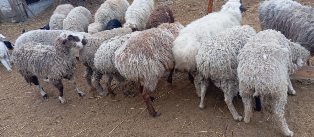 Бараны с ягнятами