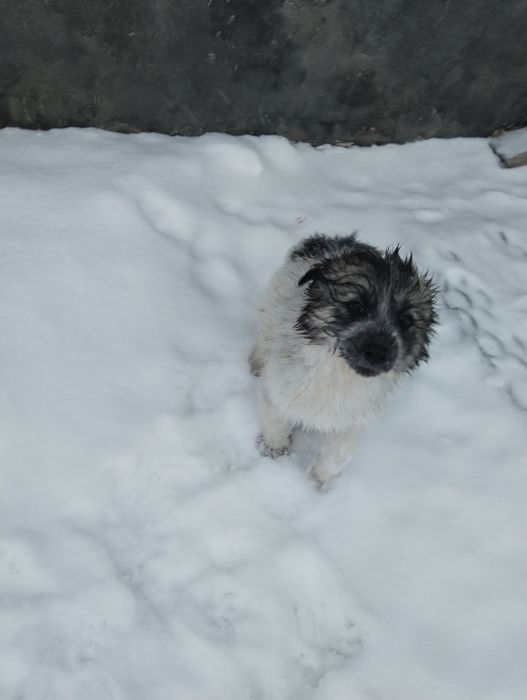 Отдам щенят 3-х месячных