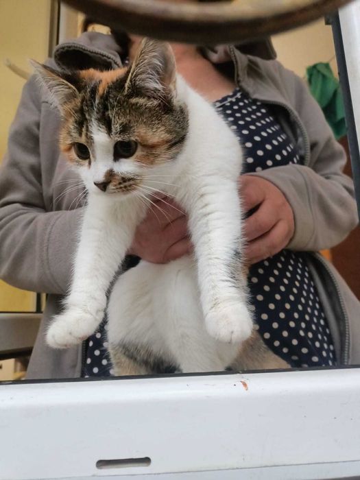 Кошечки в добрые руки