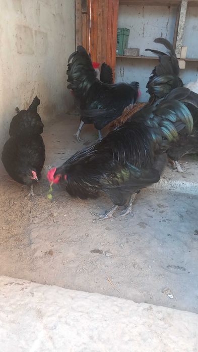 Петли Амераукана 4 броя